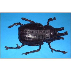 INDIANA JONES & THE TEMPLE OF DOOMBanquet Beetle