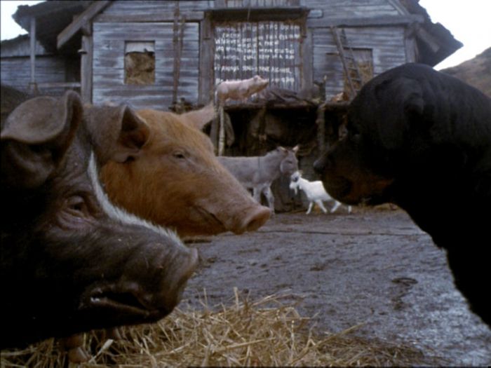 ANIMAL FARM (1999)